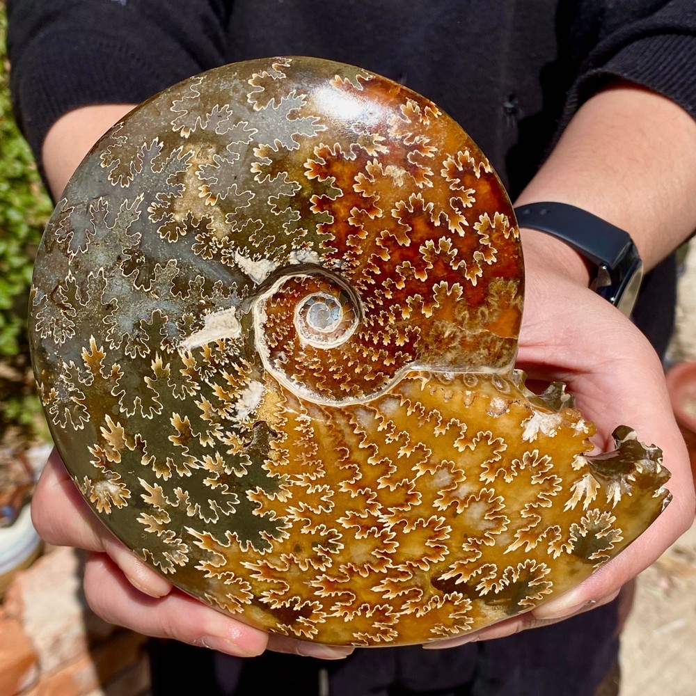 1.62LB Rare natural Natural conch fossil specimens of Madagascar